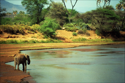 elefant elephant loxodontaafricana river kenya africa samburu samburunationalreserve nationalpark nature wildlife thebigfive film agfa agfaxrg100 analog minolta9000 animal tent tentcamp safari gamedrive landscape minolta 1993 camp