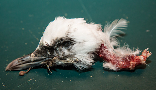 Ivory Gull Carcass