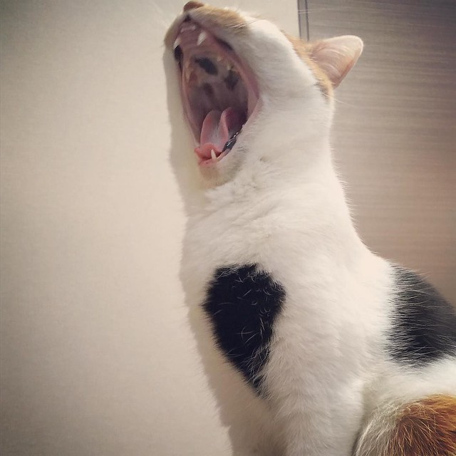 #cat #猫 #ねこ #あくび #yawn 😵😵😵