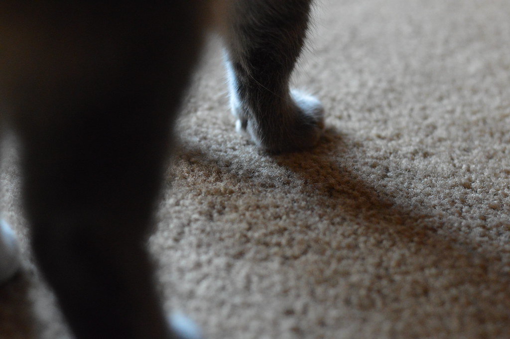 kitty cat paw photograph