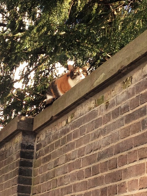 Cat on a wall