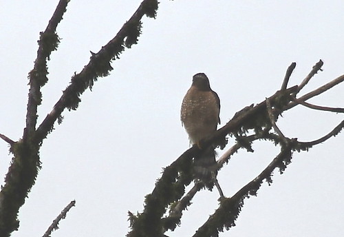 bird hawk coopershawk accipitercooperii birdsofwashington washingtonbirds