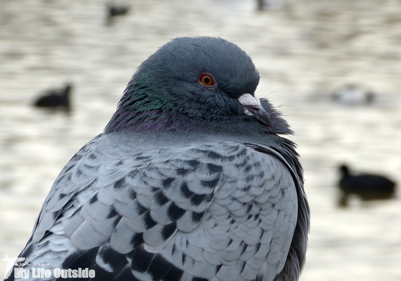 P1170148 - Feral Pigeon, WWT Slimbridge