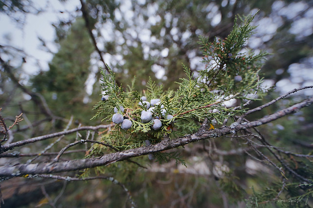 juniperus of Noviy Svit 07