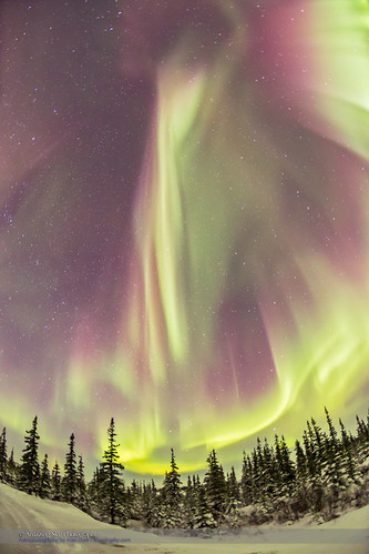 Vertical Curtains of Aurora over the Boreal Forest
