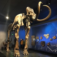 Lyon mammoth