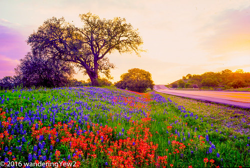 flower 120 film sunrise mediumformat texas bluebonnet 6x9 hillcountry wildflower filmscan indianpaintbrush texaswildflowers texashillcountry llanocounty fuji6x9 fujigw690