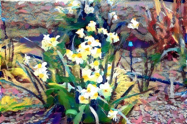 daffodils II