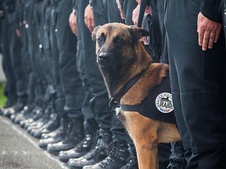 Dickin medal-winning French police dog Diesel