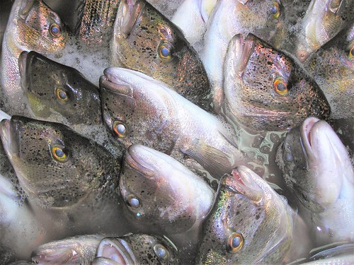 fish harvest aquaculture dentex akuvatur