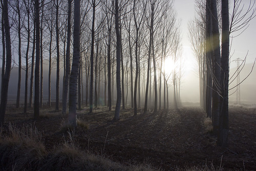 sol mañana fog forest arbol spain amanecer bosque árbol invierno neblina frío vega niebla teruel sendero aragón chopo matiné