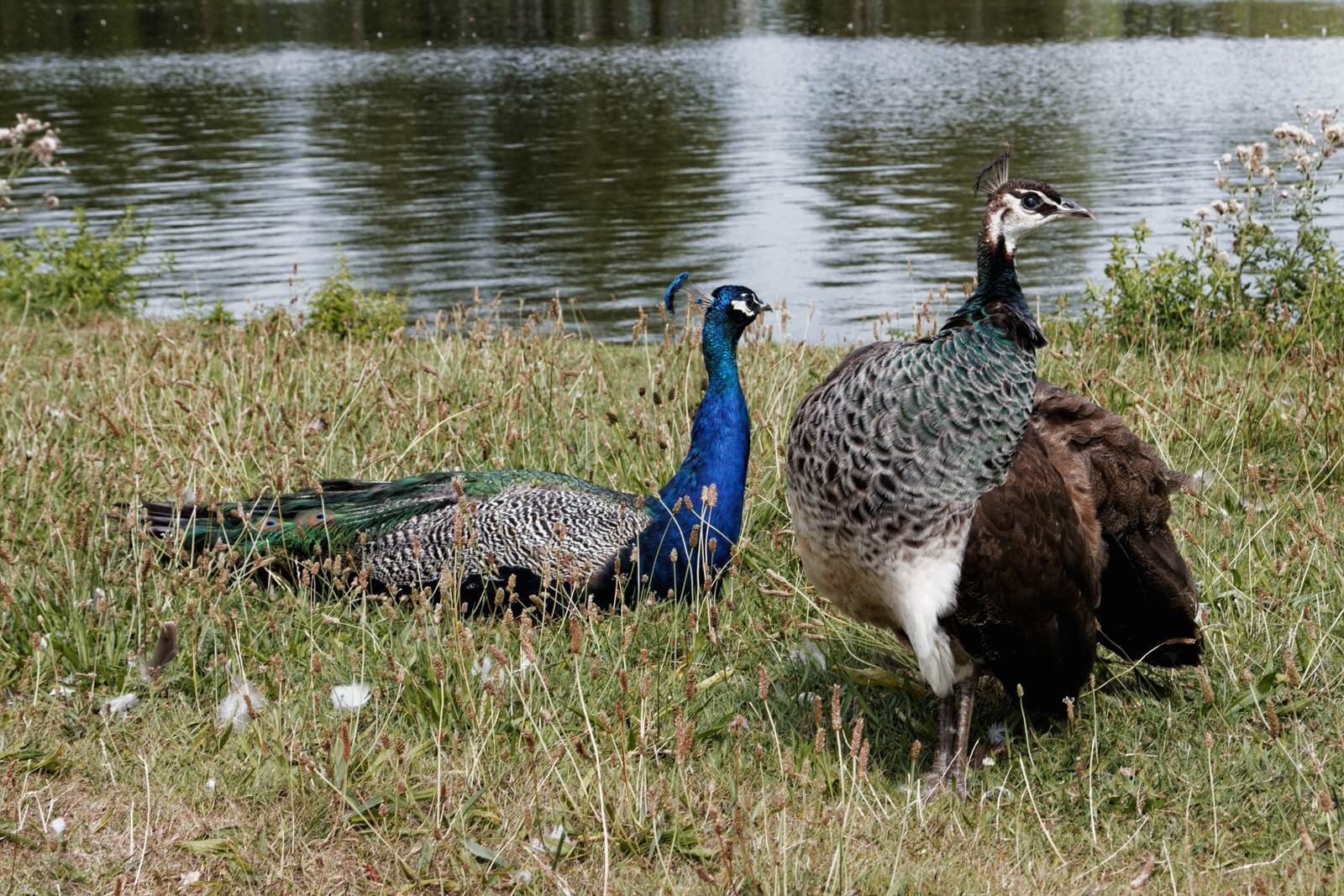 Female and Male Peacocks in Paris