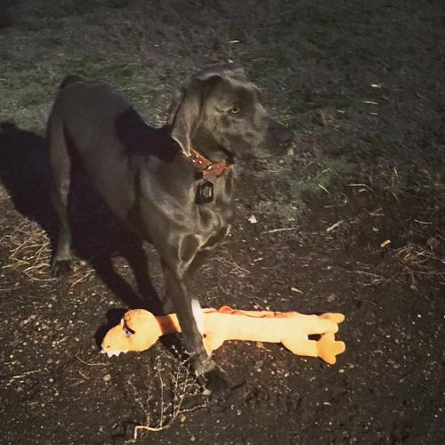 dog square toy weimaraner squareformat mayfair dogtoy dragonslayer huntingdog iphoneography instagramapp