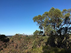 Another from Bold Park. You can see the city skyline in the background. So close but a million miles away in feeling. #parks #thisiswa #perth #goneAWOL #walking #nature #naturepark #boldpark #australia @qantas @virginaustralia @australia