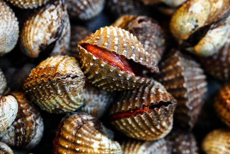 Live Cockles