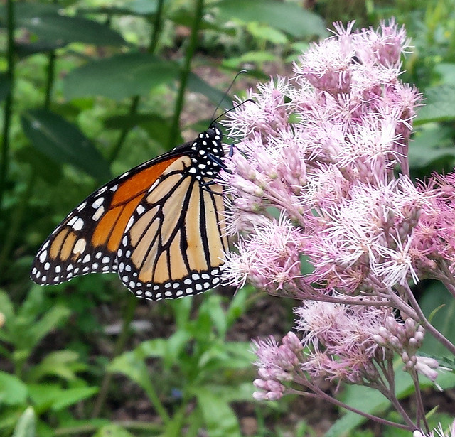 monarch from the right side, with its proboscis in joe-pye weed