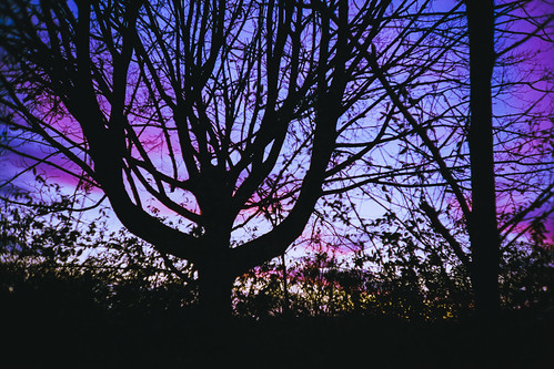 above pink autumn light sunset sky black color tree film nature silhouette contrast analog dark landscape outside evening diy lca glow shadows dusk scan epson 135 shape fujisuperia200 32mm c41 v700 minitar tetenal colortec lomokompaktautomat