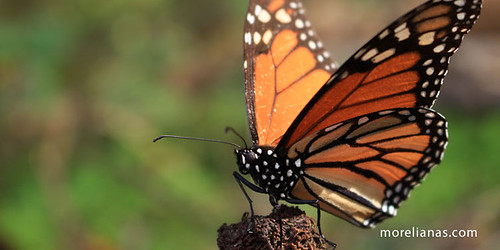mariposa-monarca-michoacán