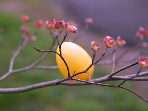 Easter egg in tree