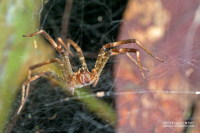 Nursery web spider (Dendrolycosa sp.) - DSC_6120