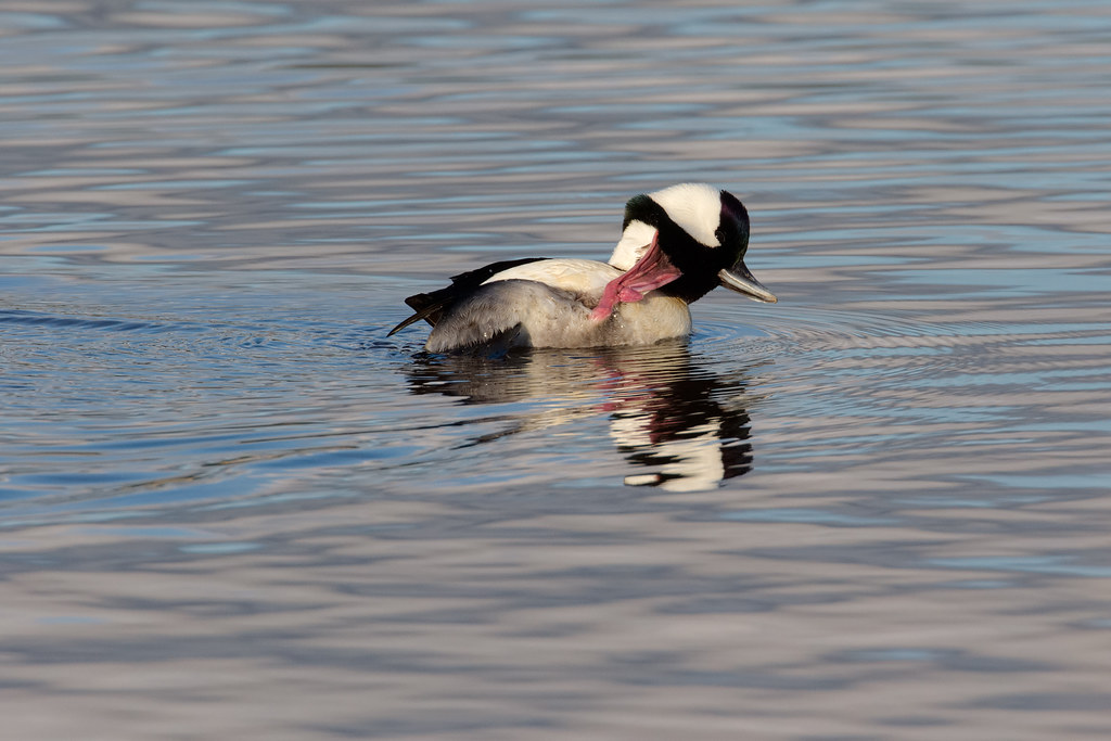 A male bufflehead uses one of his pink feet to scratch an itch while swimming across Rest Lake