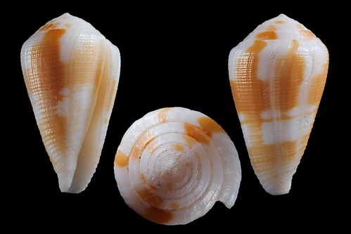 Conus (Leporiconus) coffeae  Gmelin, 1791 26171011181_fae5952c4f