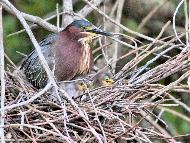 Green Heron with nestlings HDR 06- 20160414