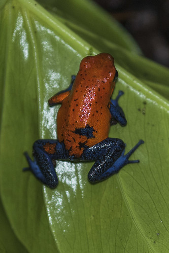 costarica frogs centralamerica northernlowlands amphybianothers
