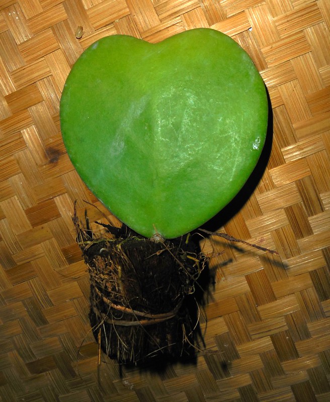 Hoya kerrii Craib Asclepiadaceae (Apocynaceae)-sweetheart plant, luck heart, หัวใจทศกัณฐ์