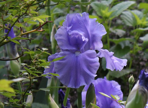 Iris bleu 'Breakers'