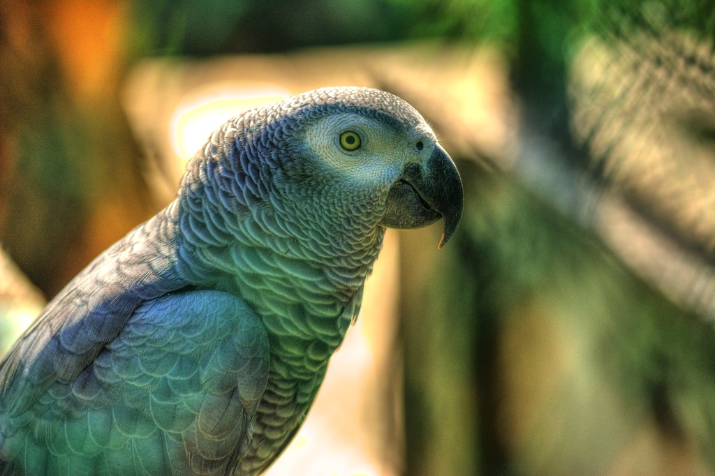 Spix's Macaw