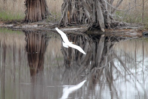 bird river georgia sill wildlife national swamp okefenokee egret refuge suwannee