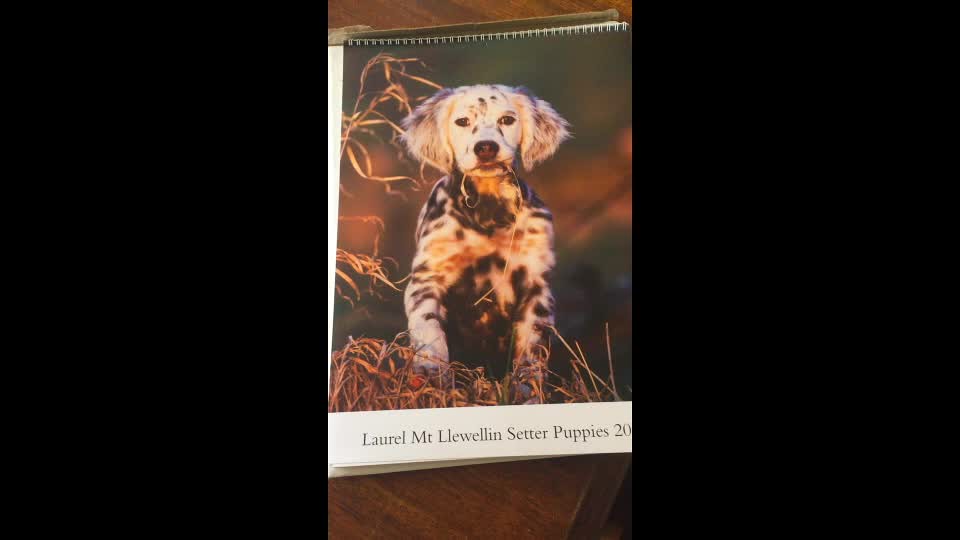 The 2016 LML Puppy Caledar
