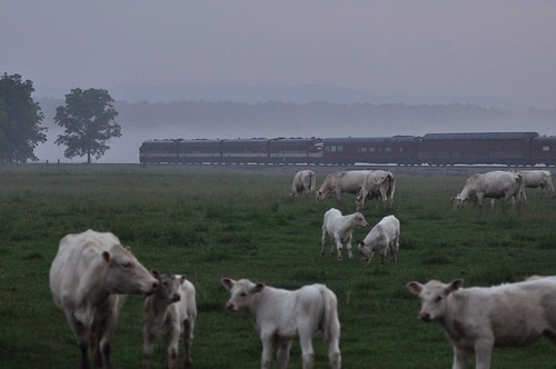 mist fog train cow cattle ns farm norfolk alabama southern locomotive passenger fackler ocs f9 emd