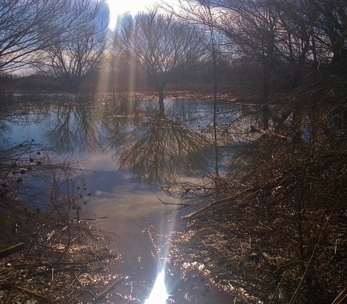 reflection texas marsh sgs lakewichitapark
