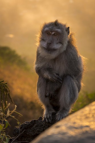 morning travel bali animal sunrise indonesia monkey mountbatur