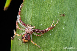 Crab spider (Strigoplus sp.) - DSC_3437