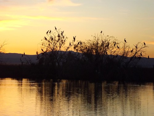 california sunset birds pond desert saltonsea 2016
