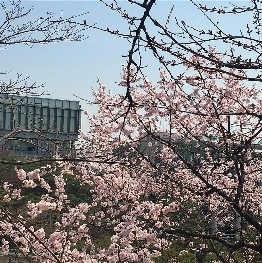 korea sakura tree