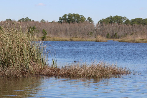 usa outdoor alabama alligator bayou