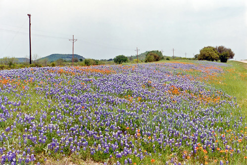flowers field landscape scenery texas wildflowers bluebonnets lupine indianpaintbrush