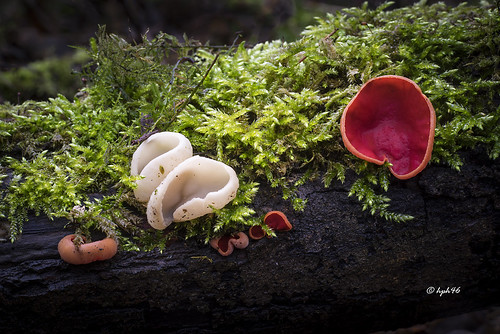 mushroom germany deutschland fungus pilz niedersachsen sarcoscyphaaustriaca dötlingen österreichischerprachtbecherling
