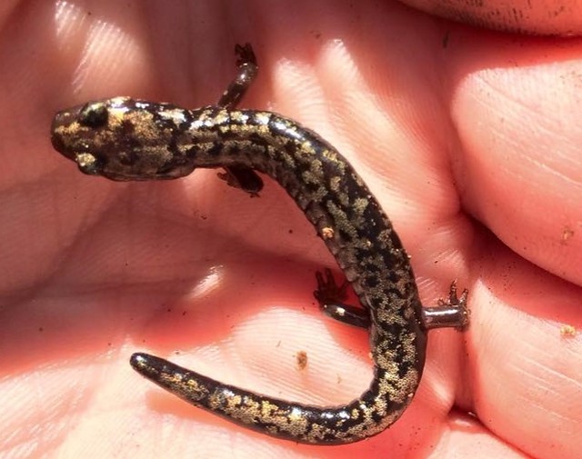 Weller's Salamander found at Hungry Mother State Park, Virginia