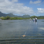 Indo-Pacific SeagrassNet site