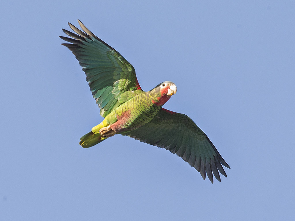 Cuban Parrot      endemic to Cuba