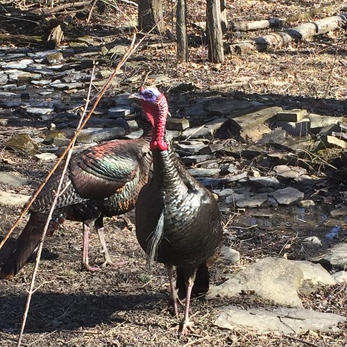 turkeys at blendon woods
