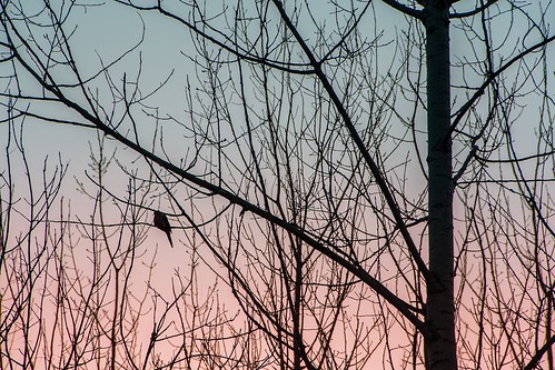 pink sky bird silhouette country kansascity kansas kc wilderness