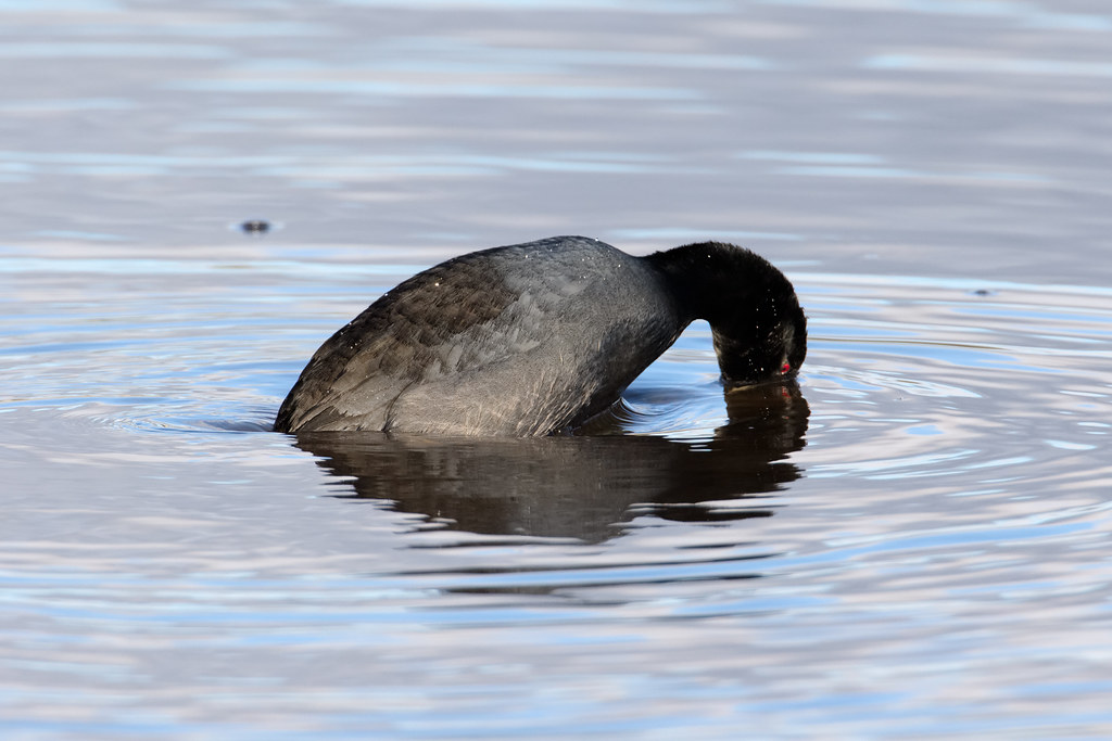 An American coot starts to dive under the water, its red eye visible just above the surface of the lake