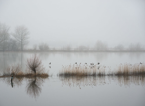 mist reflection nature water fog river landscape geese nikon natuur ganzen highwater ijssel notrespassing landschap rivier spiegeling verbodentoegang uiterwaarde hoogwater forelands p7800