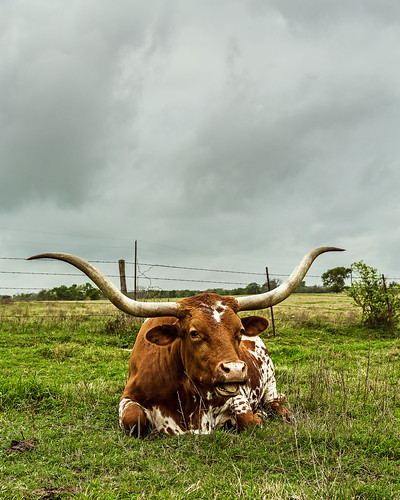 statepark ranch park clouds us washington texas unitedstates cattle farm horns longhorn steer barrington washingtononthebrazos